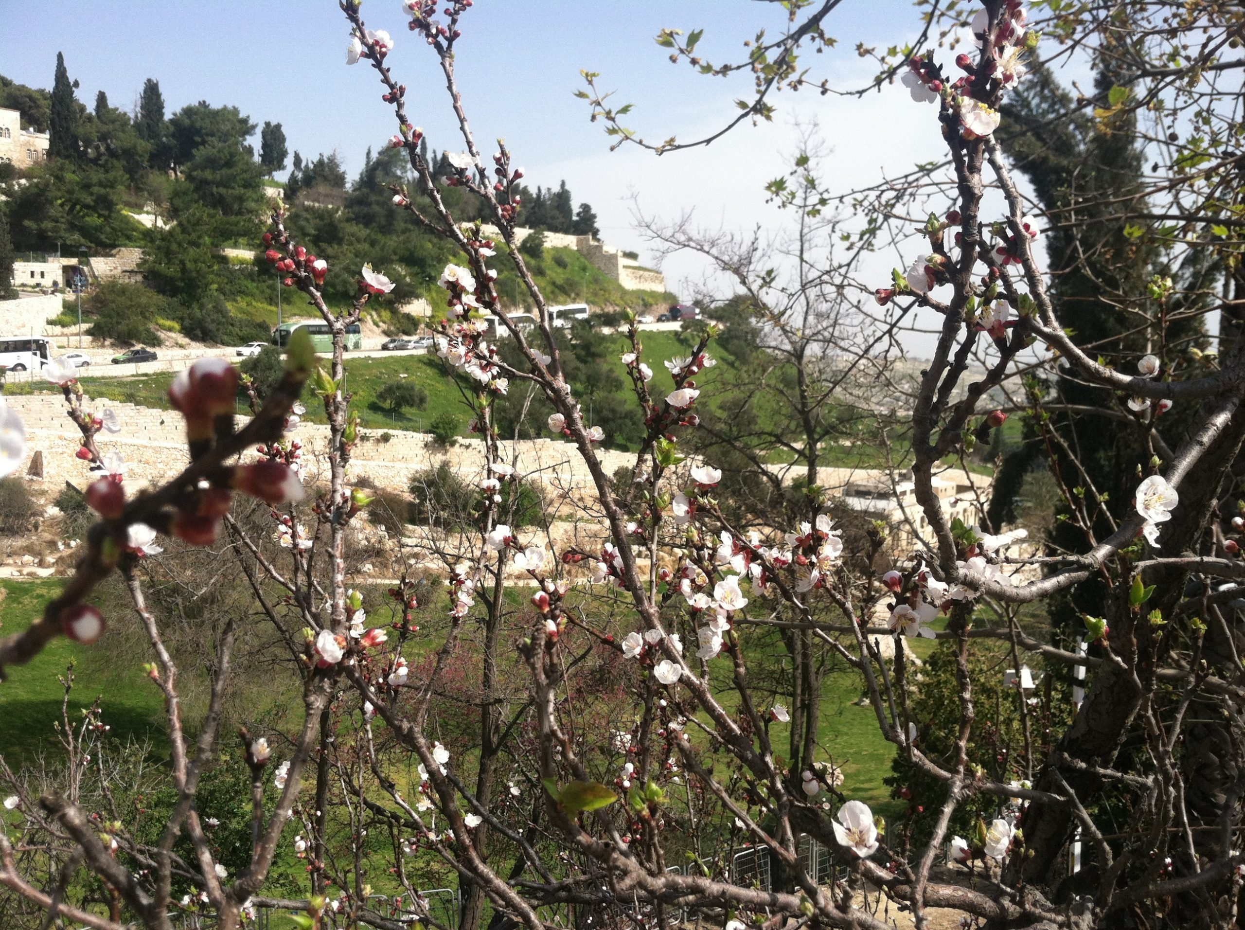 A scenic view of a civilization hidden behind a close-up view of cherry blossom tree branches
