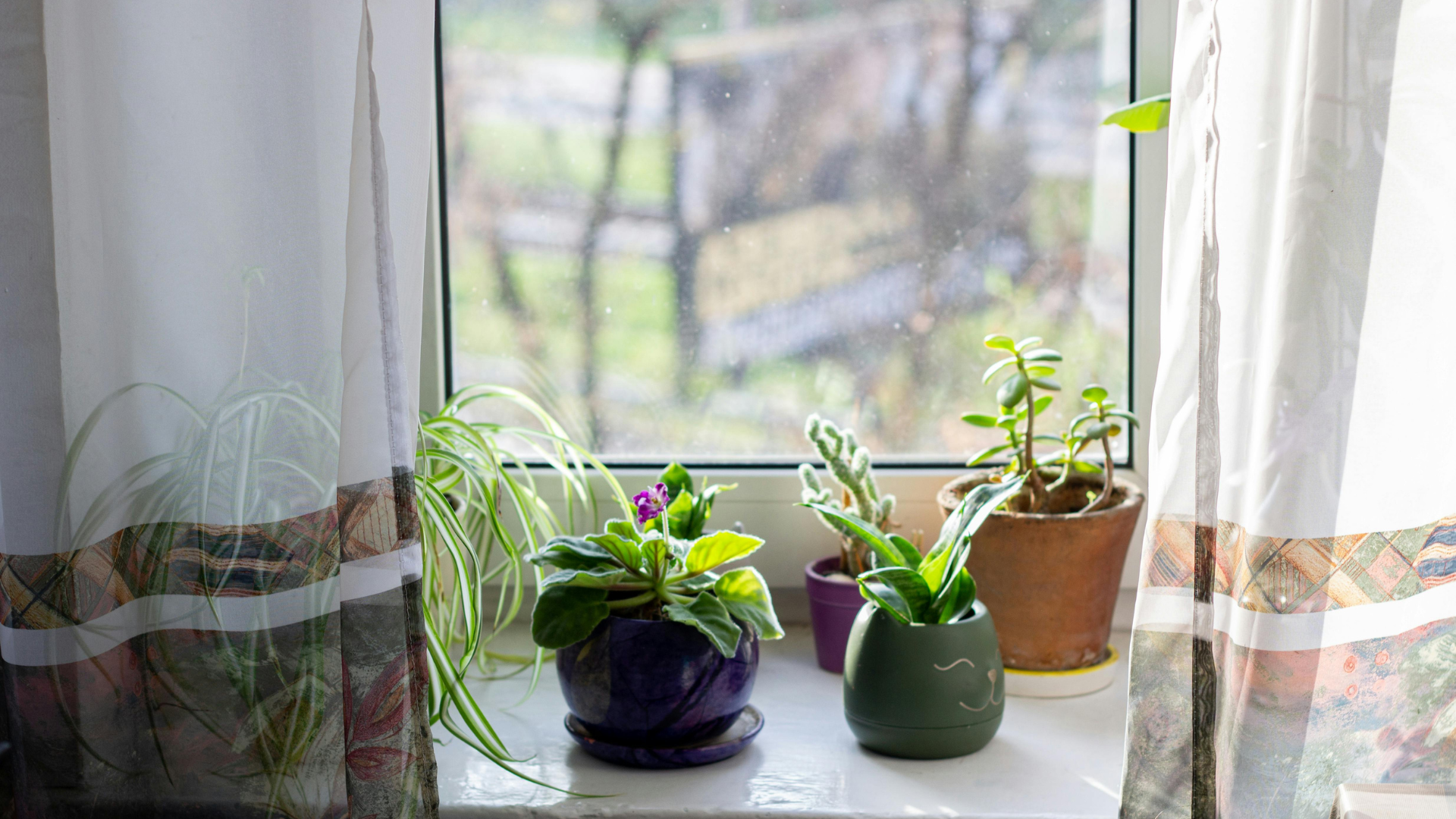 Potted plants in a window sill